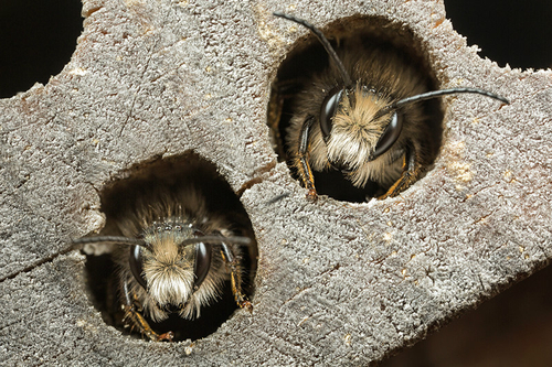 <i>Osmia bicornis</i> males. Staffordshire garden, May 2016. Bees use the bee-hotels for "roosting" overnight and whe…