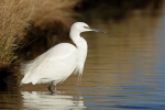 Little Egret