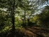 Spring By The Canal, Northolt, Ealing, (2)
