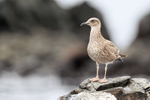 Kelp Gull (juvenile) on rock, Chile