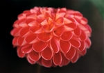 Dahlia Fireball 1