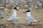 July 2014 - Sandwich Terns