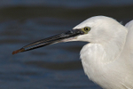 Little Egret portfolio