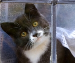 Moggy