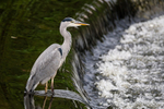 Grey Heron On the Weir