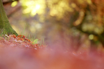 Autumn leafs on the ground
