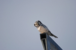 Northern Hawk Owl