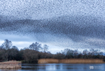 Starling Murmurations, Avalon Marshes_GS1104