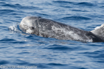 Dauphin de Risso