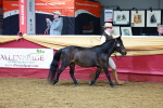 SBM_15993