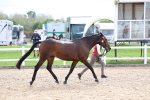 SBM_03975