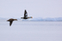 King Eider pair in flight, Spitsbergen, Svalbard