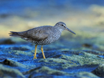 Wandering Tattler (breeding plumage), Ke'e Beach, Kauai