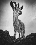 Ibex