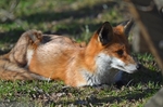 Red Fox