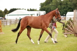Class 31-34 Hack Breeding portfolio