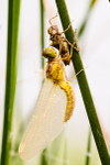 Newly Emerged Black-tailed Skimmer