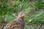 Pheasant