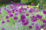 JUNE 2015-4