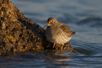 Purple Sandpiper at the water's edge