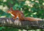 Squirrels portfolio