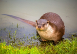 european otter lutra lutra-006