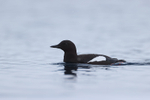 Black Guillemot swimming on fjord, Spitsbergen, Svalbard