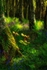 Light at the edge of the Bluebell wood
