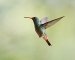 Rufous-tailed Hummingb...