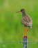 Redshank on fence post, Iceland