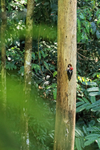 Pale-billed Woodpecker (male) at nest hole, Osa Peninsula, Costa Rica