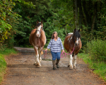 jane horses-9