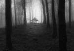 Mullaghmeen Forest, County Westmeath, Ireland.