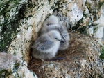 Kittiwakes