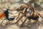 Pepsis Wasp fighting Tarantula - Calif., USA