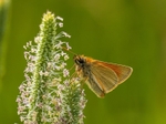 Small Skipper