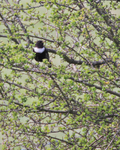 Ring Ouzel perched in a hawthorn bush at Linkey Down