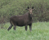 Elk (Poland)