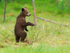 Brown Bear cub standing upright at Martinselkonen