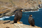 Striated Caracara