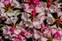 Rhododendron macrophyllum