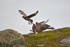 Great Skuas