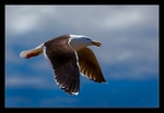 Flight