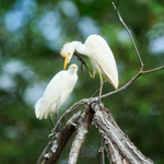 Cattle Egret scratching, Costa Rica