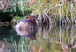 Little Grebe