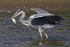 Grey Heron with fish