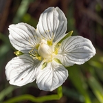 Grass of Parnassus (Parnassia palustris)