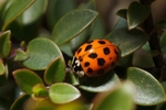 Harlequin Ladybird