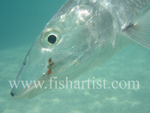 Bonefish Photo - Underwater bonefish head.