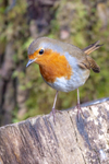 robin Erithacus rubecula-3423